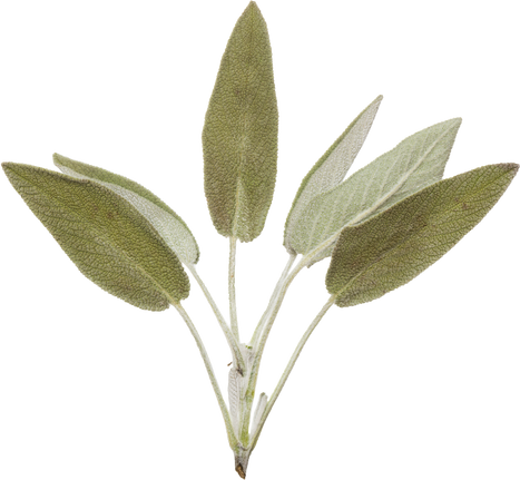 Hand Pressed Flora